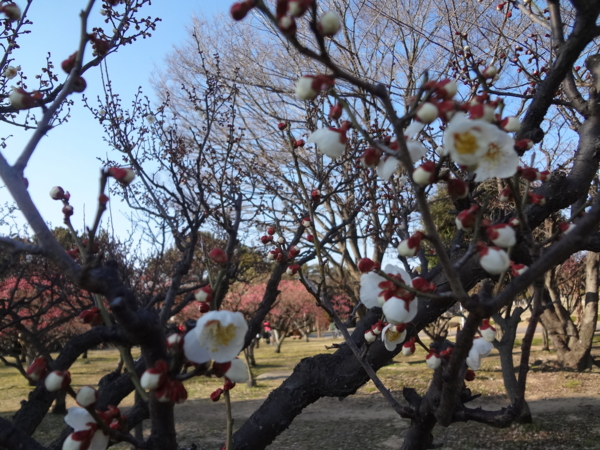 [140223しいたけ植菌]