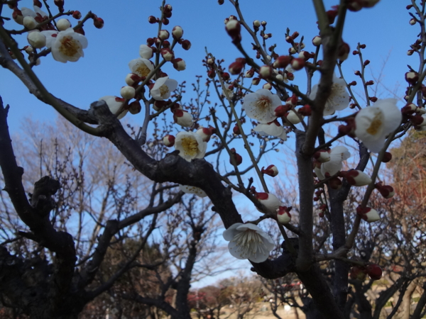 [140223しいたけ植菌]