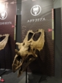 [140322トリケラトプス展]