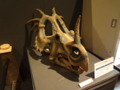 [140322トリケラトプス展]