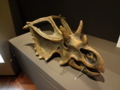 [140322トリケラトプス展]