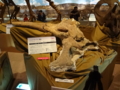 [140322トリケラトプス展]