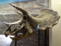 [140322トリケラトプス展]
