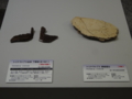 [140322トリケラトプス展]