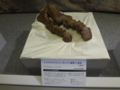 [140322トリケラトプス展]