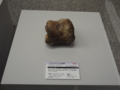 [140322トリケラトプス展]