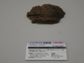 [140322トリケラトプス展]
