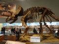 [140322トリケラトプス展]