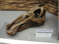 [140322トリケラトプス展]