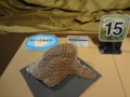 [140322トリケラトプス展]