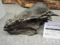 [140322トリケラトプス展]