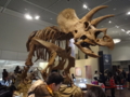 [140322トリケラトプス展]