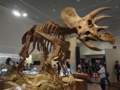 [140322トリケラトプス展]