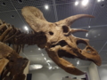 [140322トリケラトプス展]