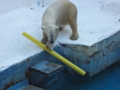 [160109天王寺動物園]