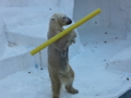 [160109天王寺動物園]