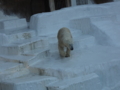 [160109天王寺動物園]