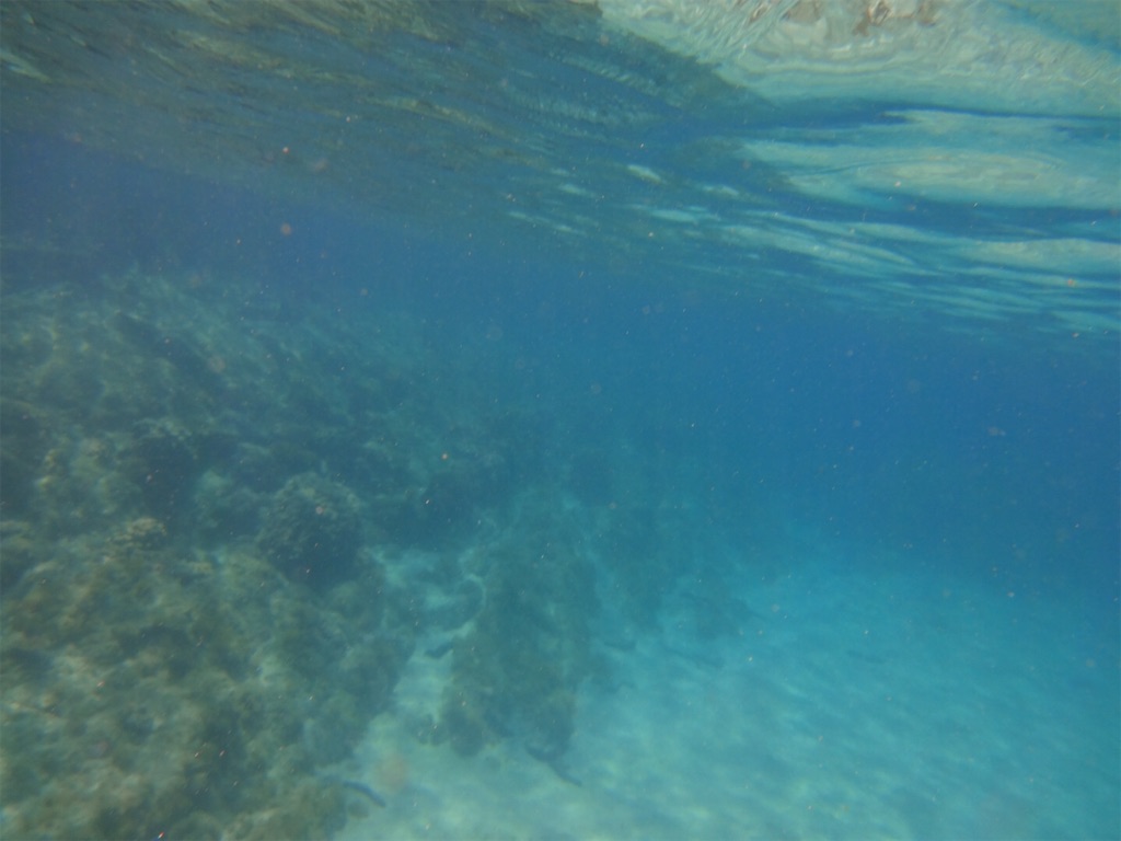 f:id:prarara:20200816142501j:image f:id:prarara:20200816142501j:image