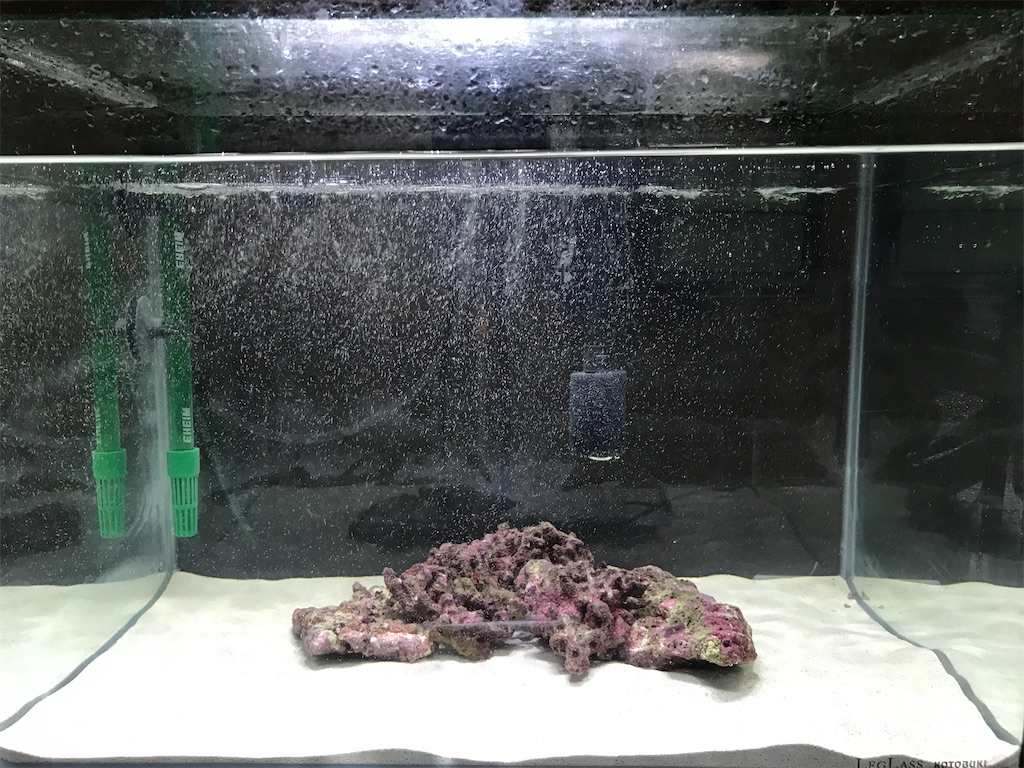 マメスナギンチャクとは 動植物の人気 最新記事を集めました はてな