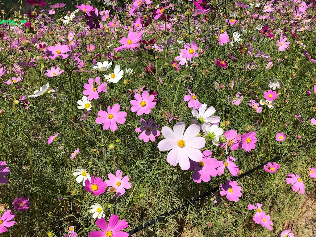 f:id:precious2503:20191017114649j:image f:id:precious2503:20191017114649j:image