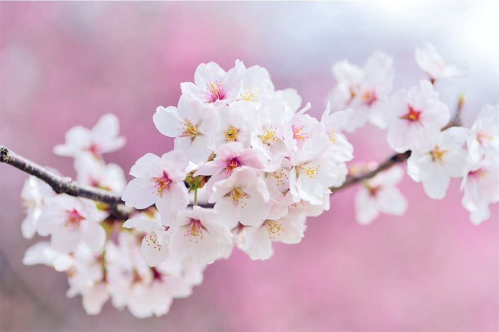 f:id:precious2503:20210313115931j:image f:id:precious2503:20210313115931j:image