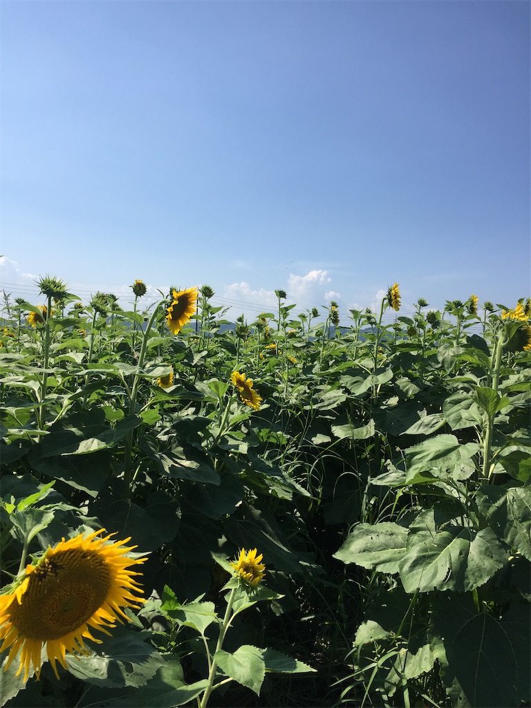 f:id:precious2503:20210807155505j:image f:id:precious2503:20210807155505j:image