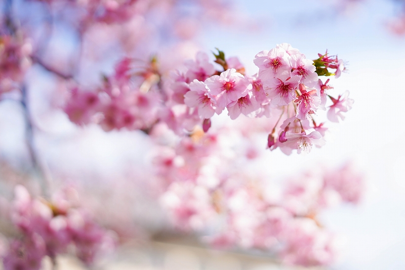 f:id:preciousjunk:20200224180252j:plain