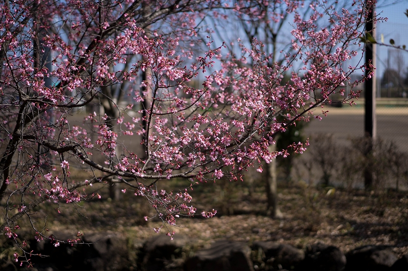 f:id:preciousjunk:20200224180319j:plain