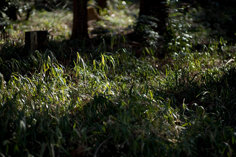 f:id:preciousjunk:20200229152218j:plain