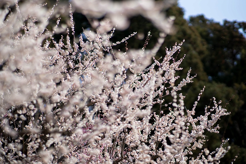 f:id:preciousjunk:20200229152229j:plain