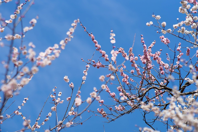 f:id:preciousjunk:20200229152233j:plain