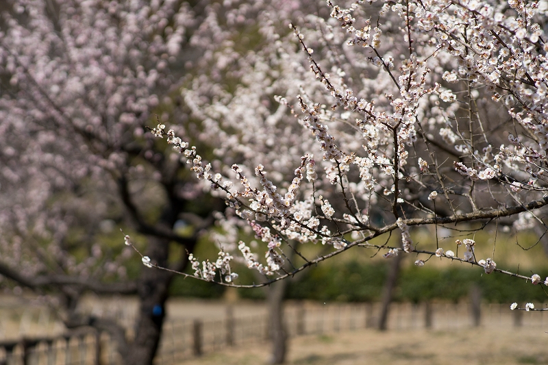 f:id:preciousjunk:20200229152235j:plain