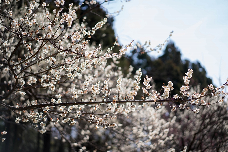 f:id:preciousjunk:20200229152246j:plain