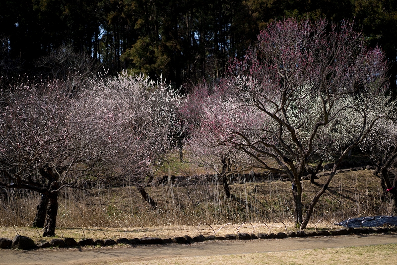 f:id:preciousjunk:20200229152249j:plain