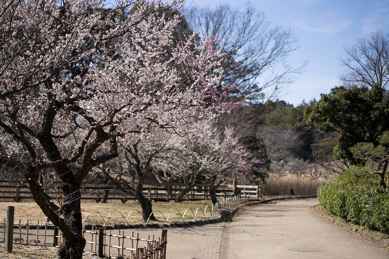 f:id:preciousjunk:20200229152252j:plain