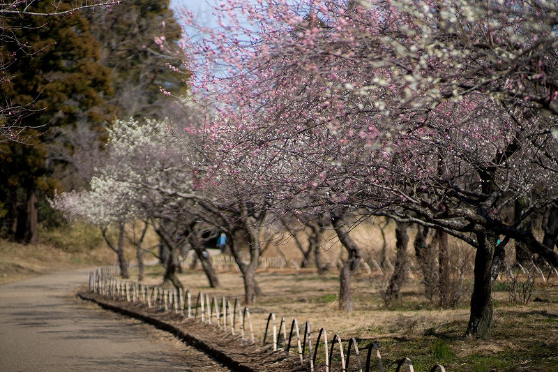 f:id:preciousjunk:20200229152255j:plain