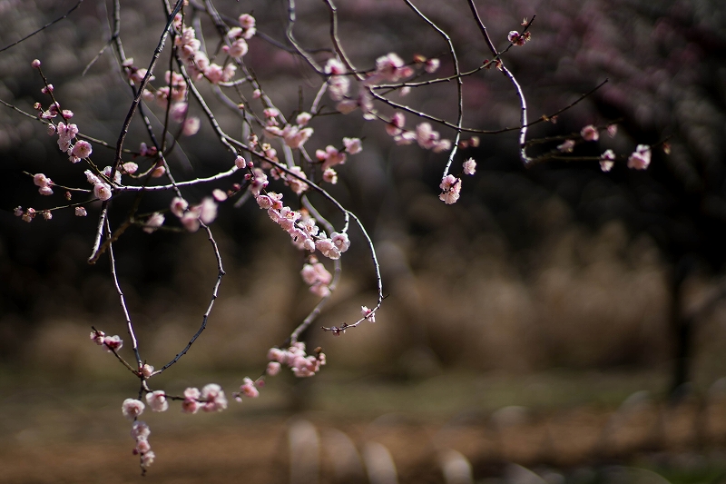 f:id:preciousjunk:20200229152301j:plain