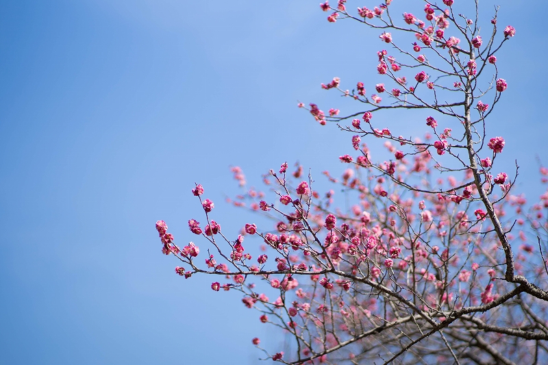 f:id:preciousjunk:20200229152307j:plain