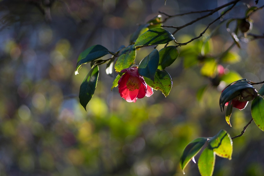 f:id:preciousjunk:20200320111324j:plain