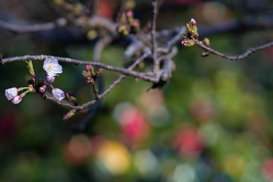 f:id:preciousjunk:20200320111330j:plain