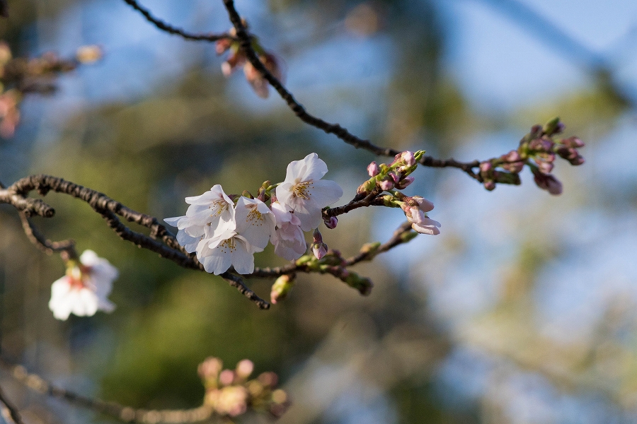 f:id:preciousjunk:20200320111345j:plain