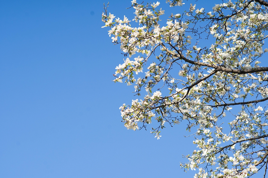 f:id:preciousjunk:20200320111352j:plain