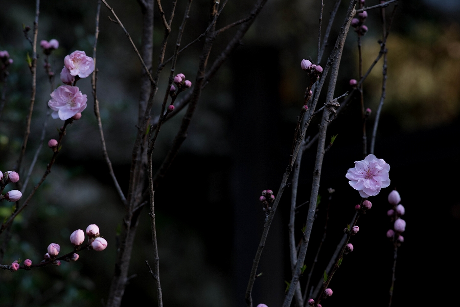 f:id:preciousjunk:20200320111551j:plain