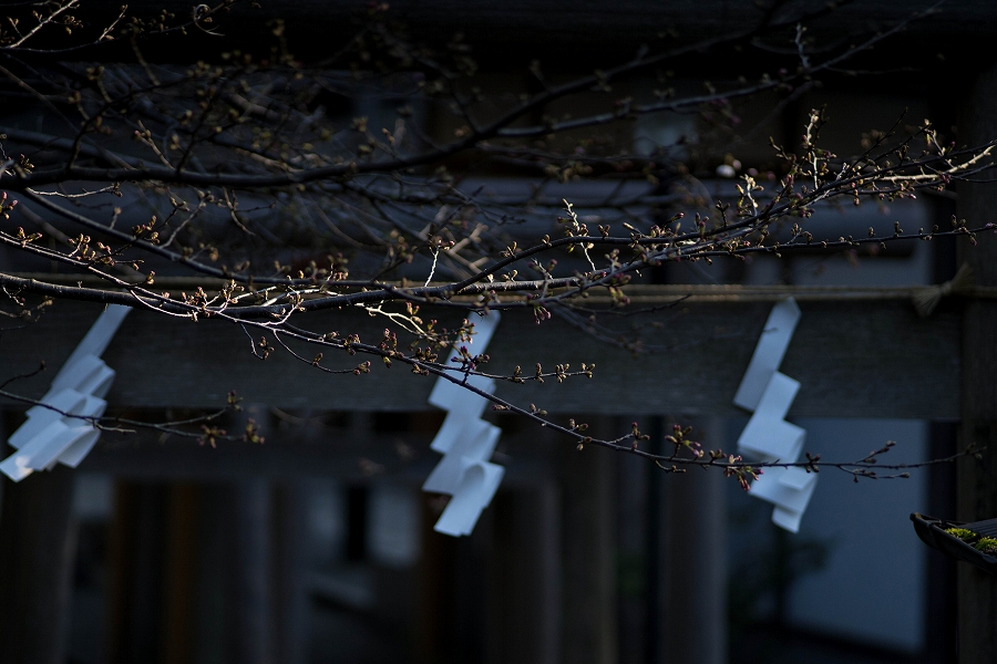 f:id:preciousjunk:20200320111556j:plain