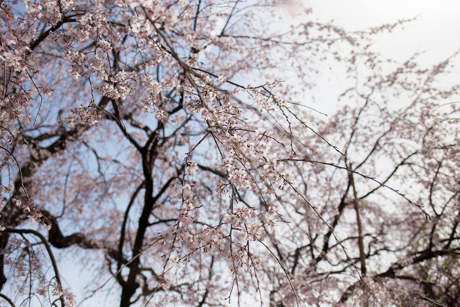 f:id:preciousjunk:20200322163506j:plain