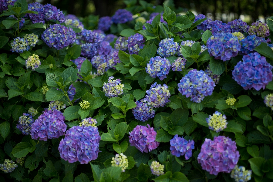 f:id:preciousjunk:20200607221958j:plain