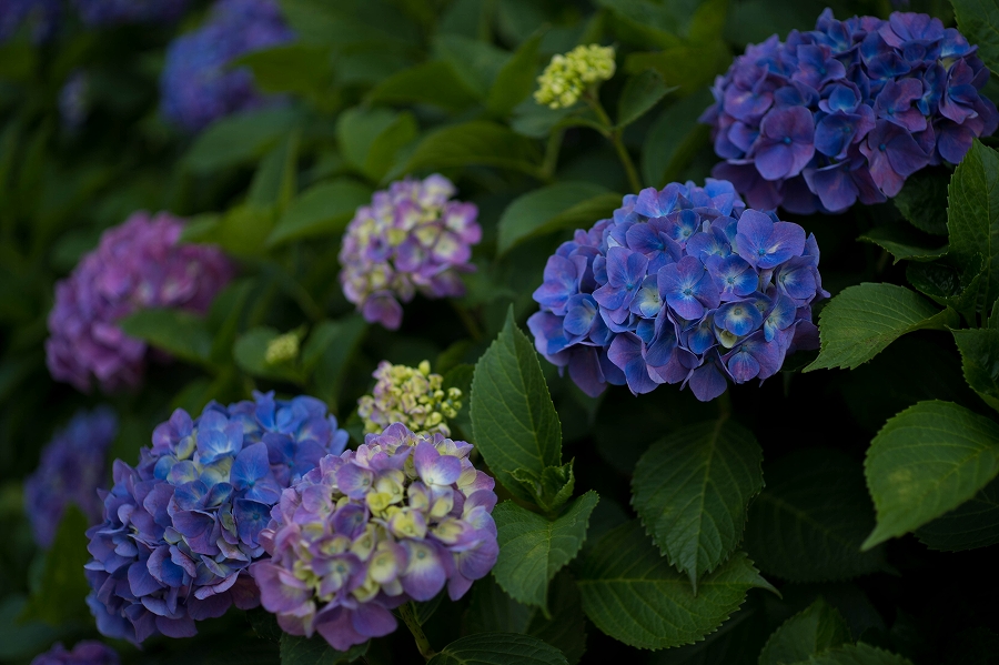 f:id:preciousjunk:20200607222013j:plain