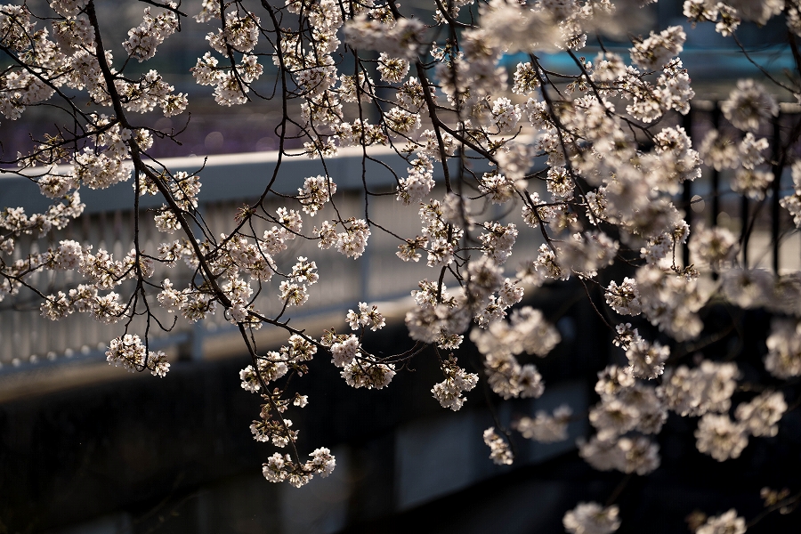 f:id:preciousjunk:20210402233346j:plain