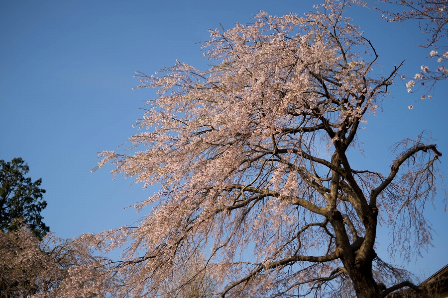 f:id:preciousjunk:20210402233357j:plain