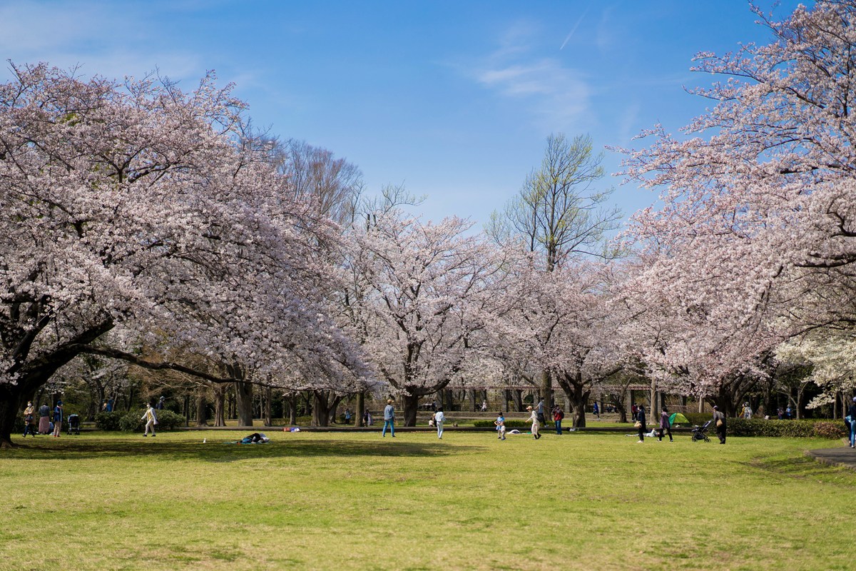 f:id:preciousjunk:20210402233927j:plain